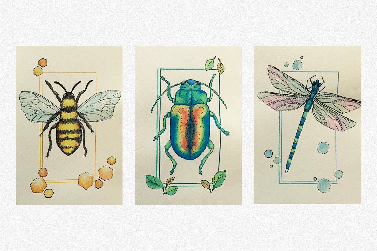 Dectikos Insect Affordable Drawing & Illustration Packs Service Australia